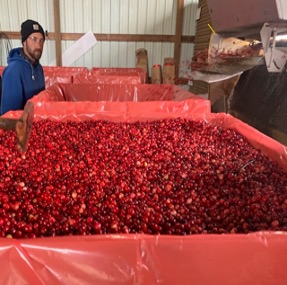 Cranberry Bins